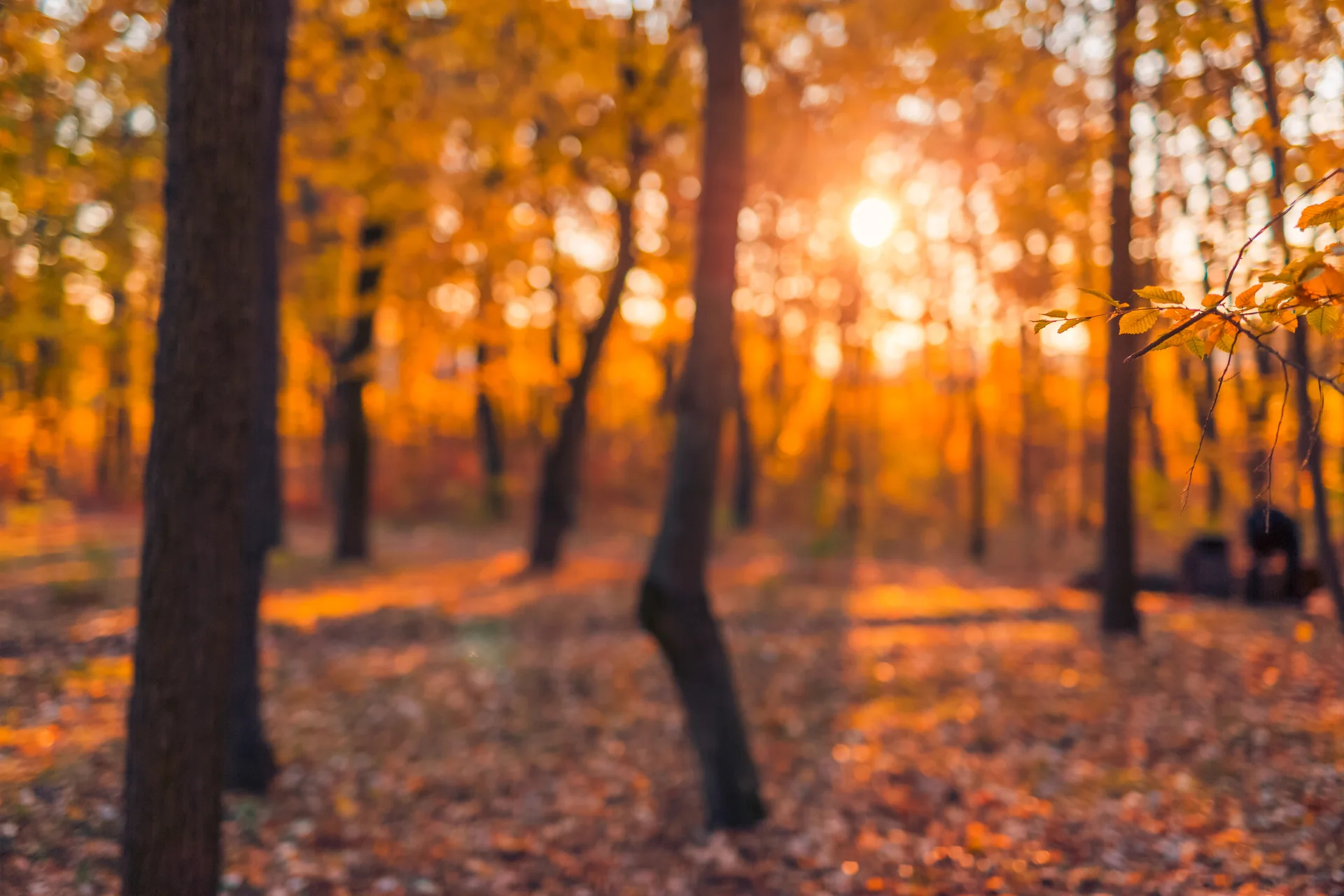 Un sous-bois traversé par la lumière dorée du matin