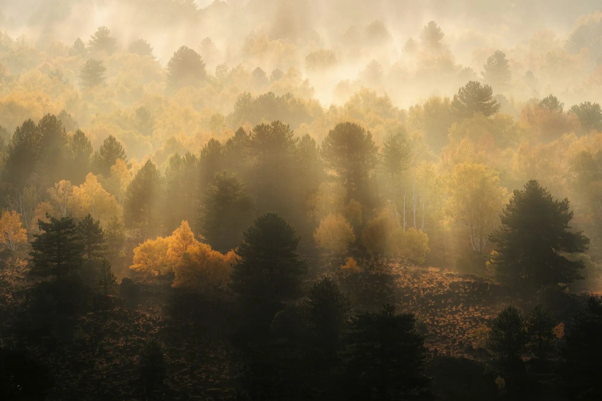 Rayons de soleil dorés à travers une forêt d'automne dans la brume