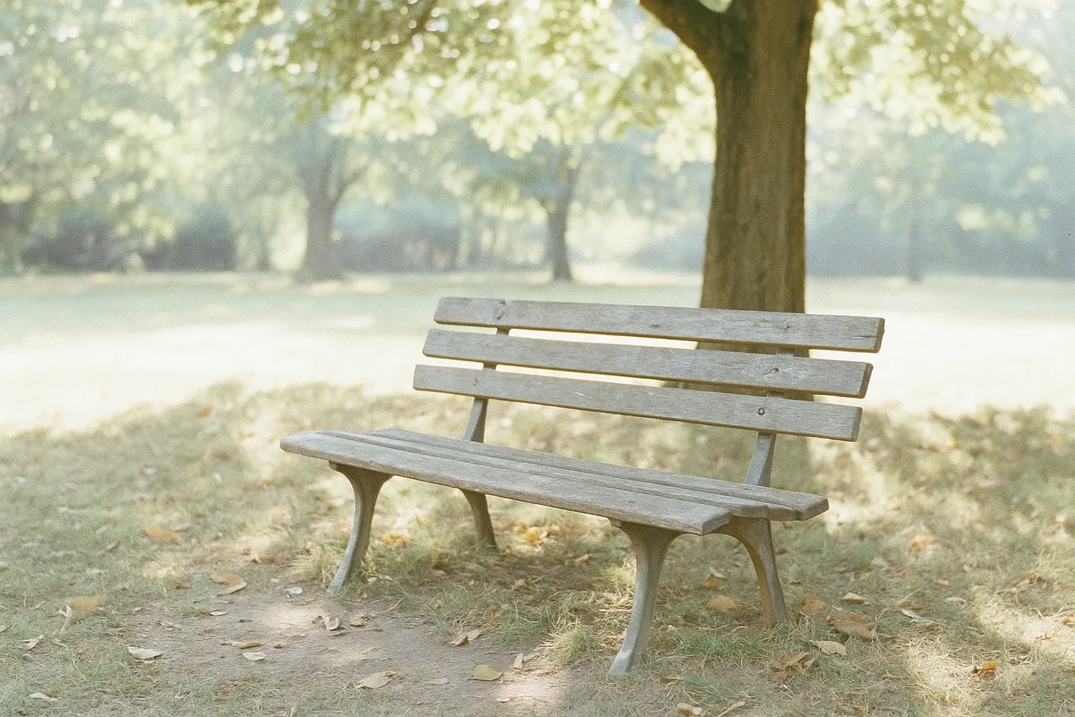 Un banc en bois patiné sous un grand arbre, lumière du matin à travers le feuillage